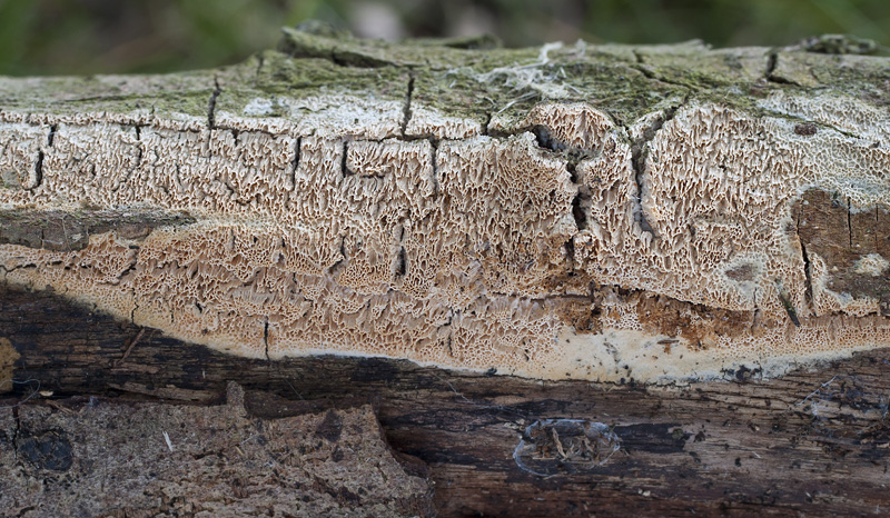 Schizopora radula